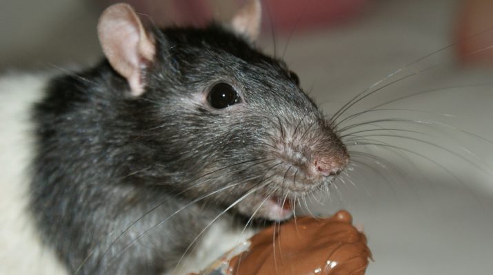 rat