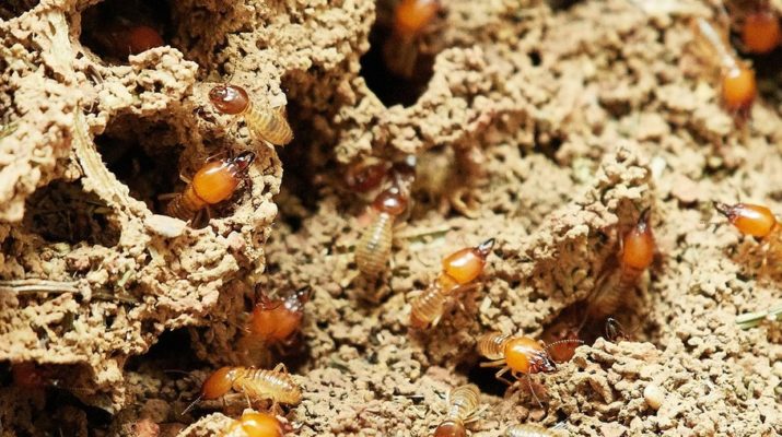 termites